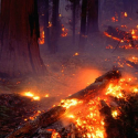 Understanding Forest Fires